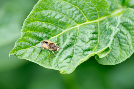 Eristalis pertinax on a green leaf, close-up. Bee-like insectの写真素材