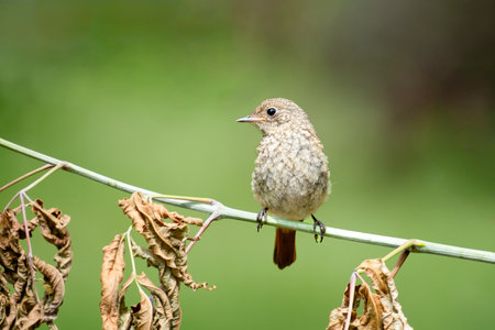 small grey redstart bird sits on a branch, close-up