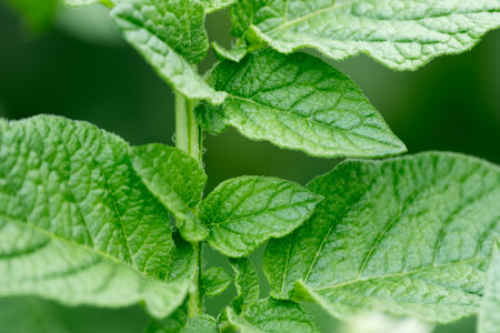 green potato leaf in the garden close upの写真素材