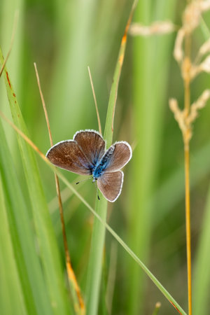 butterfly Polyommatus icarus sits on the grass, close-upの写真素材