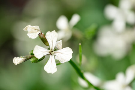 White arugula flower in the garden, close upの写真素材