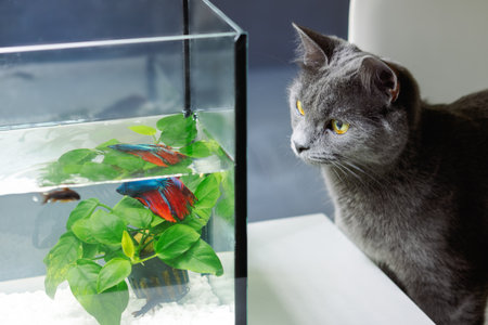 Portrait of a gray cat watching fish in an aquarium in an apartment, close-upの写真素材