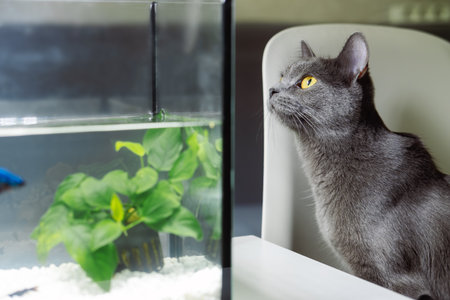 Portrait of a gray cat watching fish in an aquarium in an apartment, close-upの写真素材