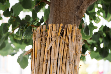 Protecting a tree with a reed fence