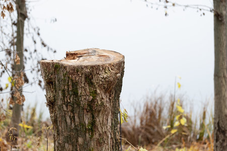 tree stump against the backdrop of an autumn landscapeの写真素材
