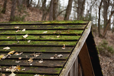 green moss on the roof of an old wooden house in an autumn forest