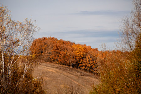 Incredibly beautiful view of the hills and autumn forest.の写真素材