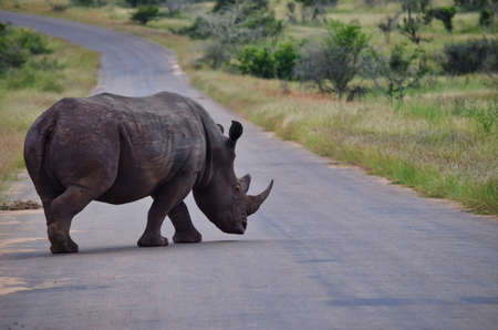 black rhino walks on safari street, text free space on the streetの写真素材