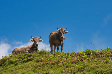 cow on pasture in the alps. Image of the Speer, near Amden in the canton of St.Gallen, Switzerland
