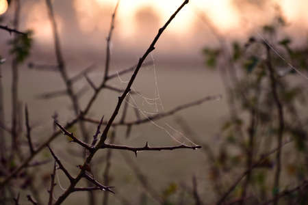 Cobwebs with dewdrop shortly after sunrise. Cobwebs are a small branchの写真素材