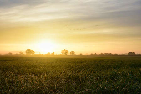 morning dew with a flock of birds shortly after sunrise. Wet green fields with a bit of fog and the...