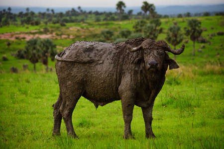 buffel covered with dirt stands mighty in the middle of the field durring safariの写真素材