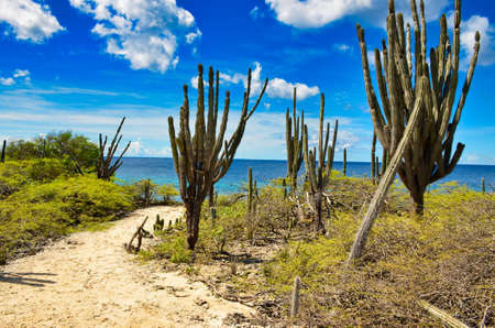 cactus on the beach of a Caribbean island Bonaire, Antilles, Netherlandsの写真素材