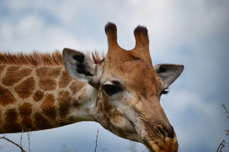 giraffe head in a awarnes position, safari in south africa. beautiful animal face, animal portraitの写真素材