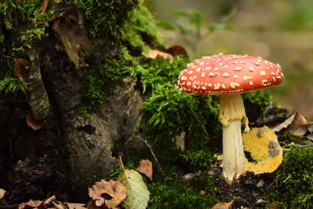 mushroom fly in the forest, red toadstool, foodの写真素材