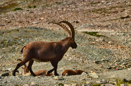 Alpine ibex on a background of swiss mountains, Steinbock Switzerland Engadinの写真素材