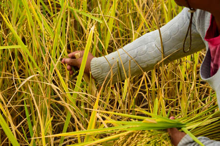 banaue rice terraces women take care of rice philippines