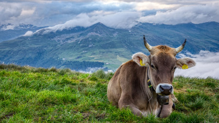 cow on pasture in the swiss mountains above daovs, switzerland. A storm is coming, graubunden swissの写真素材