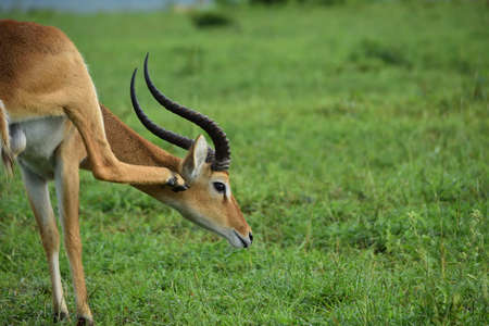 impala scratches his neck on the field, safari in uganda