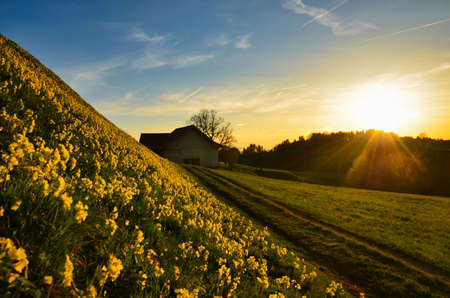 Sunset over the forest with a lot of yellow blooming dandelions.Evening mood in Sternenberg Bauma in the Zurich Oberlandの写真素材