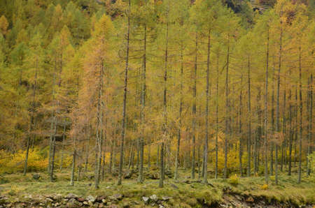 Vallemaggia, Magic Valley or Valle Magia, beautiful trees, forest, pinetree