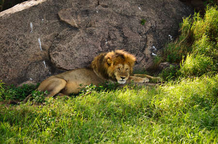 big lion in africa.serengeti national park tanzania.の写真素材