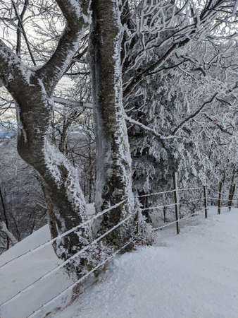 winter forest with blue sky in the background. beautiful winter atmosphere in the freshly snow-covered zurich oberlandの写真素材