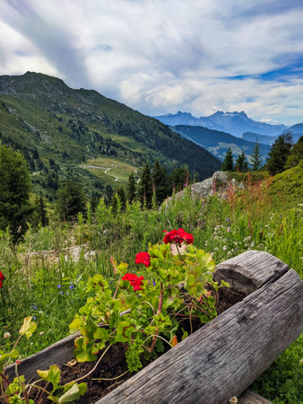 beautiful flowers in the mountains in Valais. near Verbier. Colored flowers on the alp field. High quality photoの写真素材