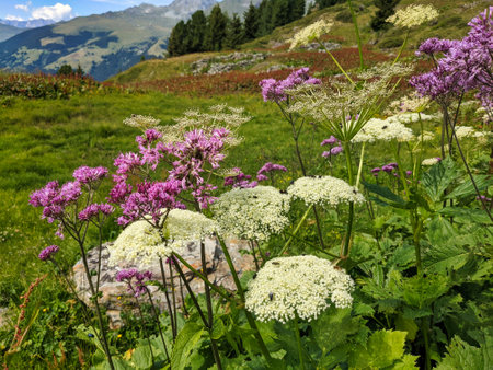 beautiful flowers in the mountains in Valais. near Verbier. Colored flowers on the alp field. High quality photoの写真素材