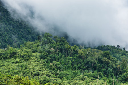 Dramatic Jungle at Laos with fog. Lao Nature on the way to the north. Beautiful mountain and forest