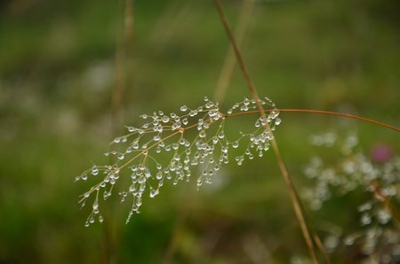 drops of water hang down in the grass. Wonderful little delights in nature. High quality photoの写真素材