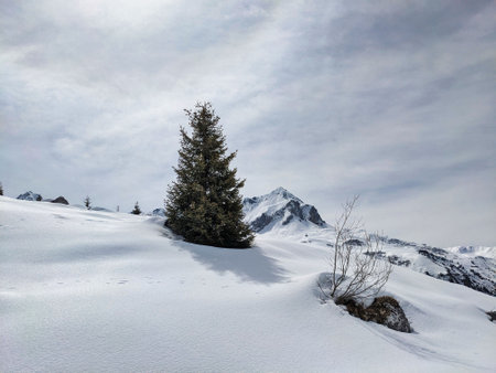 wonderful winter mood in Partnun St.Antonien in the Ratikon Graubunden.Beautiful mountain landscape with rocks and treeの写真素材
