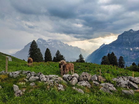 Farm near the Fronalp above Mollis Glarus. Dramatic evening mood. Wanderlust in the Swiss mountains.View of the Klontal. High quality photoの写真素材