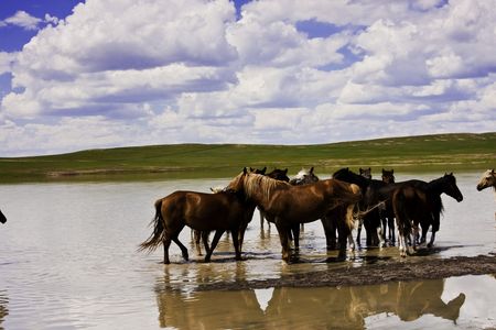 Mongolian horseの写真素材