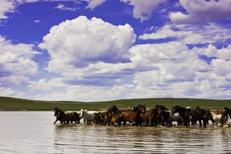 Mongolian horseの写真素材