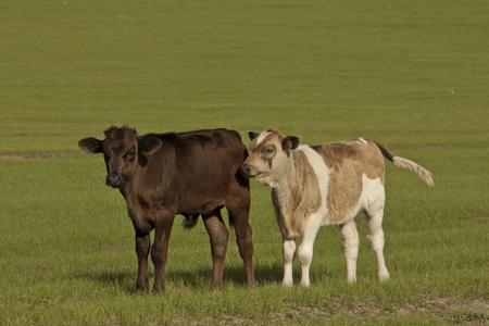 Calf