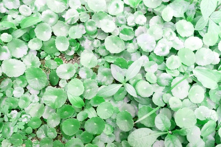 Green leaf