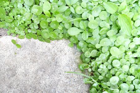 Green leafの写真素材