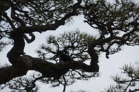 tree on tokyoの写真素材