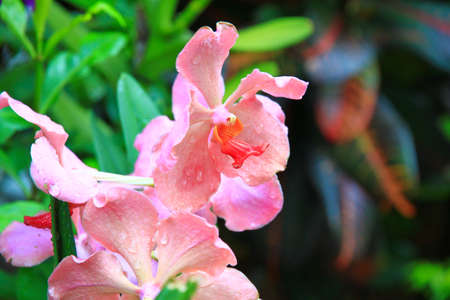 orchid pinkの写真素材
