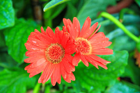 Chrysanthemum flower 1の写真素材