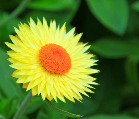 Yellow chrysanthemum2の写真素材