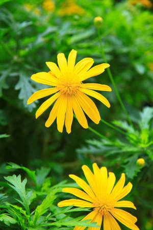 yellow chrysanthemumの写真素材