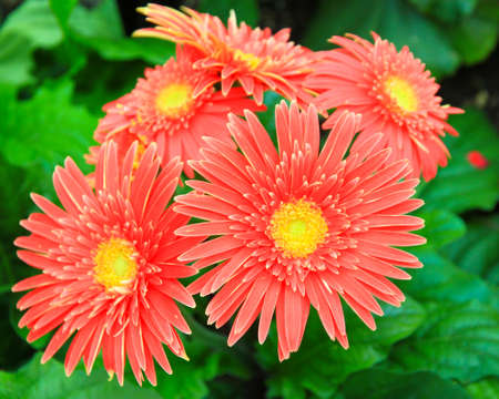 Red chrysanthemumの写真素材