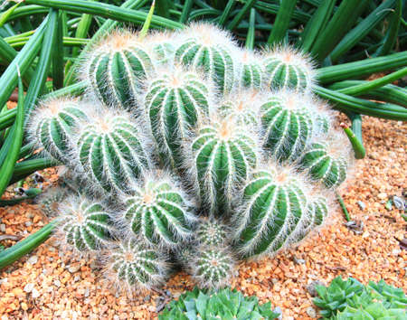 Cactus groupingの写真素材