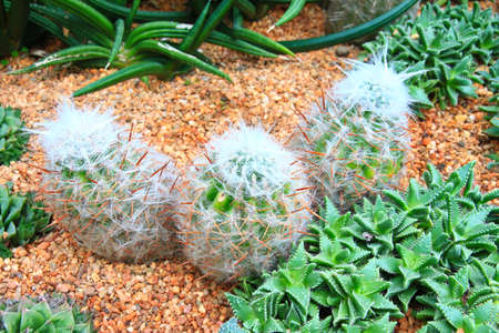 Cactus group3の写真素材