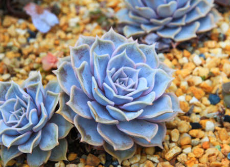 Chick Cactusの写真素材