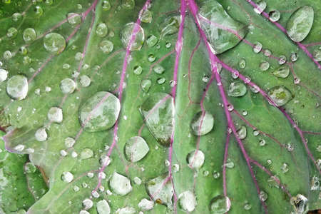 Drop rain
