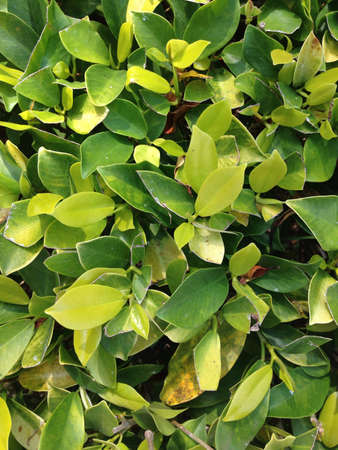 Green leaf