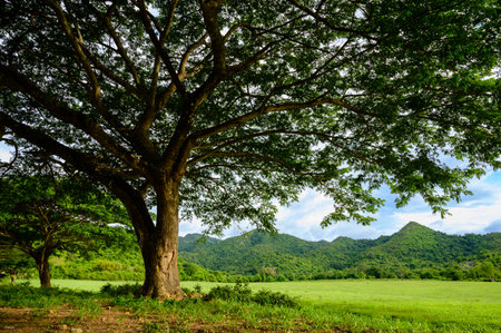 A beautiful old strong huge tree stand in the green field with mountain landscape in the morning sunlight.の写真素材